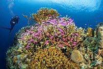 Purple fairy basslets (Pseudanthias tuka) schooling around hard coral reef with scuba diver in background, Philippines, Pacific Ocean. Model released.