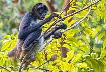 Spider monkey (Ateles geoffroyi) sitting in Custard apple tree (Annona sp.), feeding on fruit, Mirador National Park, Maya Biosphere Reserve, Peten, Guatemala.