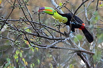 Keel-billed toucan (Ramphastos sulfuratus) perched in tree, feeding on fruit, Mirador National Park, Maya Biosphere Reserve, Peten, Guatemala. Cropped.
