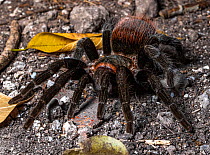 Mexican red rump tarantula (Tliltocatl vagans) portrait, Mirador National Park, Maya Biosphere Reserve, Peten, Guatemala.