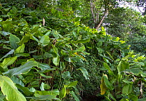 Rattlesnake plant (Calathea crotalifera), one of the main habitats of the Resplendent quetzal, El Mirador Rey Tepepul Municipal Regional Park, Santiago Atitlan, Guatemala. Cropped.