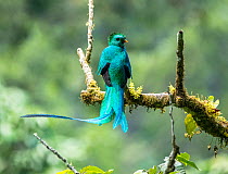 Resplendent quetzal (Pharomachrus mocinno) male, perched on branch, El Mirador Rey Tepepul Municipal Regional Park, Santiago Atitlan, Guatemala. Cropped.