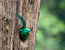 Resplendent quetzal (Pharomachrus mocinno) male, peering out from nest hole in tree trunk, El Mirador Rey Tepepul Municipal Regional Park, Santiago Atitlan, Guatemala. Cropped.