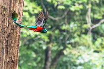 Resplendent quetzal (Pharomachrus mocinno) male, taking flight from nest hole, El Mirador Rey Tepepul Municipal Regional Park, Santiago Atitlan, Guatemala. Cropped.