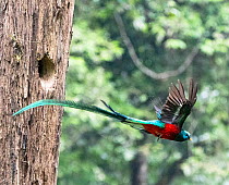 Resplendent quetzal (Pharomachrus mocinno) male, taking flight from nest hole, El Mirador Rey Tepepul Municipal Regional Park, Santiago Atitlan, Guatemala. Cropped.