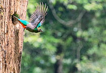 Resplendent quetzal (Pharomachrus mocinno) female, taking flight from nest hole, El Mirador Rey Tepepul Municipal Regional Park, Santiago Atitlan, Guatemala. Cropped.