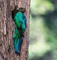Resplendent quetzal (Pharomachrus mocinno) female, perched at entrance to nest hole with food for chicks, El Mirador Rey Tepepul Municipal Regional Park, Santiago Atitlan, Guatemala. Cropped.