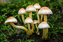 Sulphur tuft (Hypholoma fasciculare) growing on moss, Stoke Woods, Exeter, Devon, UK. October. Focus-stacked image.