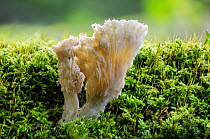 Oyster mushroom (Pleurotus ostreatus) growing on moss, Fingle Bridge, Dartmoor, Devon, UK. October. Focus-stacked image.