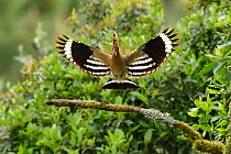 Hoopoe (Upupa epops) taking flight from branch with food for chicks in beak, southern France. May.