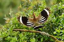 Hoopoe (Upupa epops) taking flight from branch with food for chicks in beak, southern France. May.