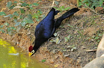Lady Ross's turico (Musophaga rossae) drinking at edge of pool, France. Captive, occurs in Africa.