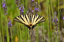 Scarce swallowtail butterfly (Iphiclides podalirius) nectaring on Lavender (Lavandula sp.), Caroux Espinouse Natural Reserve, France. June.