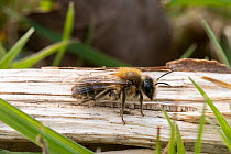 Small sallow mining bee (Andrena praecox) female resting on broken branch, Stockings Meadow, Herefordshire, England, UK, April.