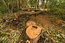 Felled trunks and stumps of Ash (Fraxinus excelsior) trees with Ash dieback disease  (Hymenoscyphus pseudofraxineus), one showing tree heart rot, ancient woodland, Herefordshire Plateau, England, UK,...
