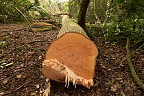 Felled trunk of Ash (Fraxinus excelsior) tree showing signs of Ash dieback disease (Hymenoscyphus pseudofraxineus), ancient woodland, Herefordshire Plateau, England, UK, April.