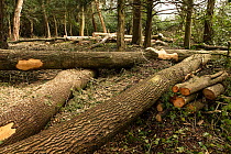 Felled trunks of Ash (Fraxinus excelsior) trees with Ash dieback disease (Hymenoscyphus pseudofraxineus), ancient woodland, Herefordshire Plateau, England, UK, April.