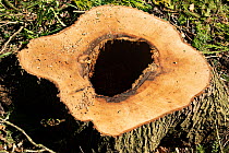 Ash (Fraxinus excelsior) tree stump with Ash dieback disease  (Hymenoscyphus pseudofraxineus) and tree heart rot, ancient woodland, Herefordshire Plateau, England, UK, April.