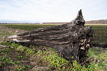 Decaying Bog oak (Quercus sp.) tree trunk extracted from arable land next to Holme Fen National Nature Reserve, Cambridgeshire, UK, February. Tree dates between 2500 and 3500 BC.
