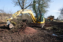 Removal of Sallow (Salix caprea) trees with digger from pond edge to restore the pond, Breinton Orchard, Herefordshire Cider Museum, Herefordshire, England, UK, February.