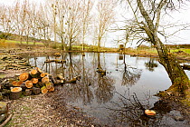 Ice Age pond with logs from felled Sallow trees (Salix caprea) at pond's edge, felled to allow more light into pond, Staunton-on-Arrow, Herefordshire, England, UK, March.