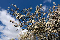 Damson blossom (Prunus domestica instititia) flowering in hedgerow, Herefordshire, England, UK, April.