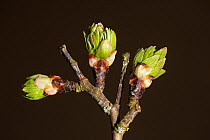 Hawthorn (Crataegus monogyna) leaf buds opening, Herefordshire, England, UK, April. Focus stacked under controlled conditions.