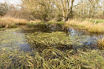 Floating sweet-grass (Glyceria fluitans) covering surface of Ice Age pond, The Sturts East Nature Reserve, Herefordshire,  England, UK, April.