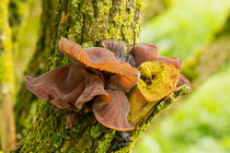Jelly ear fungus (Auricularia auricula judae) growing on Elder (Sambucus nigra) tree branch with Maritime sunburst lichen (Xanthoria parietina), Stocking Meadow Nature Reserve, Herefordshire, England,...