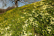 Primrose (Primula vulgaris) and Lesser celandine (Ficaria verna) flowering on castle motte bank, Burfa Bog Nature Reserve, Powys, Wales, UK, April 2023.