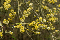 Goat willow (Salix caprea) male catkins in flower, Herefordshire, England, UK, April.