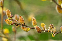 Hybrid sallow (Salix x reichardtii) male catkins close to ripening, Bodenham Lake Nature Reserve, Herefordshire, England, UK, April.