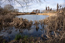 Pool at Flag Fen Archaeology Park surrounded by Common reed (Phragmites australis) and Bulrushes (Typha latifolia), Cambridgeshire, England, UK, February 2023. Pool was created to keep watertable high...