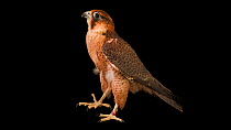 Shaheen peregrine falcon (Falco peregrinus peregrinator) looking around and vocalising, private collection, Dubai. Captive.