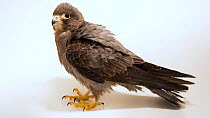 Sooty falcon (Falco concolor) looking round. Then the animal ruffles its feathers and preens itself. Private collection, Dubai. Captive.