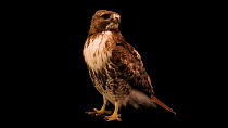 Eastern red-tailed hawk (Buteo jamaicensis borealis) looking around and vocalising, Raptor Conservation Alliance in Elmwood, Nebraska, USA. Controlled conditions.