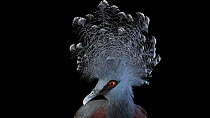 Victoria crowned pigeon (Goura victoria) looking around with its crest raised, Pheasant Heaven. Captive.