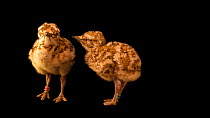 Two Macqueen's bustard (Chlamydotis macqueenii) chicks, four days old. One chick pecks the other and then walks forward. National Avian Research Center, Abu Dhabi. Captive.