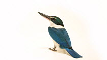 Sulawesi white-collared kingfisher (Todiramphus chloris) defecating, San Diego Zoo. Captive.