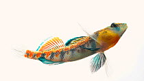 Buffalo darter (Ehtheostoma bison), Brush Creek, Lewis County, Tennessee, USA. Controlled conditions.
