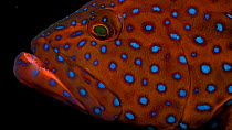 Close up of a Coral grouper (Cephalopholis miniata) head. The animal looks around. Oklahoma Aquarium. Captive.