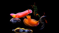 Nudibranch (Hypselodoris apolegma), Variable neon slug (Nembrotha kubaryana), Golden Nembrotha (Nembrotha aurea), Nudibranch (Hypselodoris bullockii), Anna?s chromodoris (Chromodoris annae) and Willan...