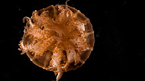 African upside-down jellyfish (Cassiopea depressa) moving 'bell', Oklahoma Aquarium. Captive.