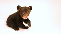 Eastern black bear (Ursus americanus americanus) juvenile, four months old, looking at the camera and moving curiously towards the camera, North Carolina Zoo Wildlife Rehabilitation Center, USA. Contr...