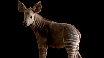 Okapi (Okapia johnstoni) juvenile male, two months old, standing and looking around. Leucistic individual, named 'Mzimu' (meaning ghost in Swahili), Al Bustan Zoological Centre, Sharjah. Captive. Enda...