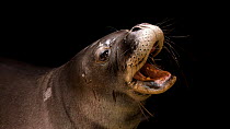 Hawaiian monk seal (Neomonachus schauinslandi) vocalising. The animal's head appears from bottom of the frame. Minnesota Zoo. Captive. Endangered.