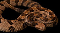 Timber rattlesnake (Crotalus horridus) performing threat display by vibrating tail, Verve Biotech, Waverly, Nebraska. Captive.