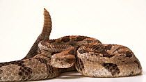 Timber rattlesnake (Crotalus horridus) performing threat display by vibrating tail, Verve Biotech, Waverly, Nebraska. Captive.