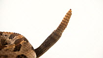 Close up of a Timber rattlesnake's (Crotalus horridus) tail. It is vibrating its tail as a threat display. Verve Biotech, Waverly, Nebraska. Captive.