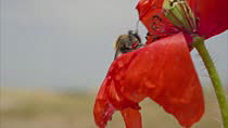 Poppy bee (Osmia papaveris / Hoplitis papaveris) cutting off a  piece of Common poppy (Papaver rhoeas) petal with its mandibles. The piece is as large as a fingernail. The animal bundles the piece und...